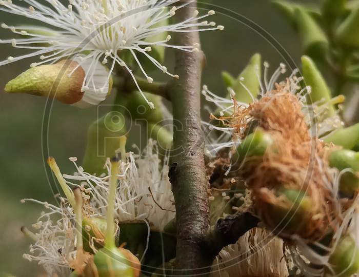 Eucalyptus tereticornis top pic