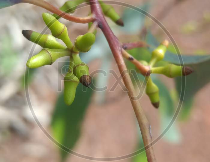 Eucalyptus tereticornis top pic
