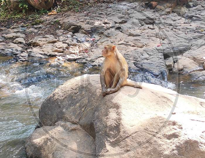 Monkey sitting on the rock.