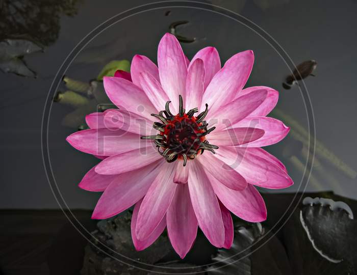 Close Up Image Of A Beautiful Dark Pink Lotus Flower With Leaves In Water.