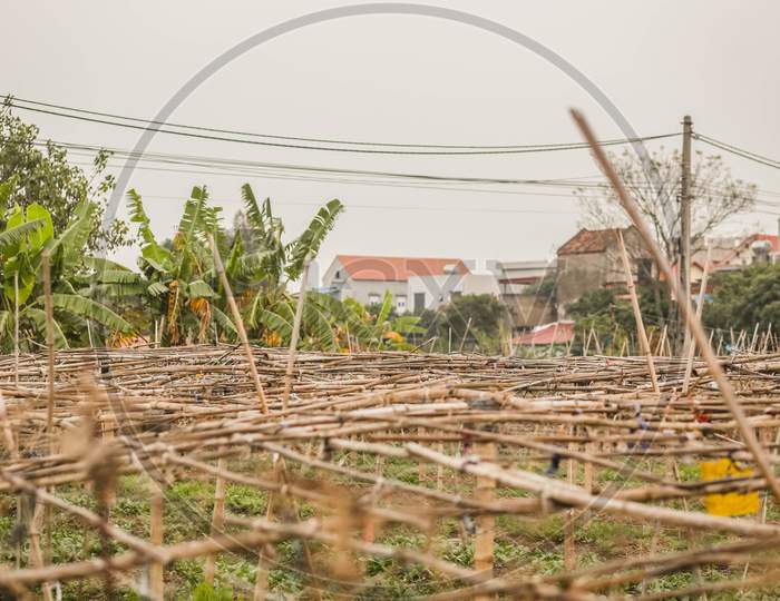 A Bamboo Truss For Growing Gourds And Melons