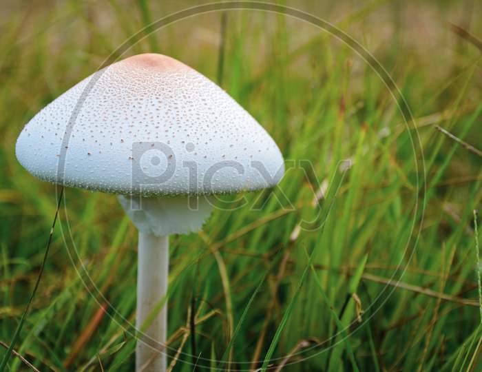Wild white and brown mushroom or toadstool fungus growing in the grass field
