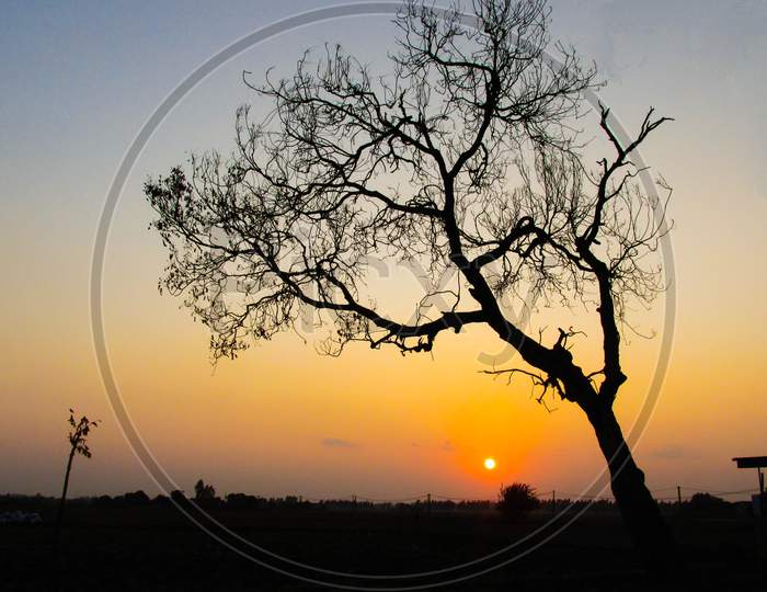 Silhouette Of A Nacre Tree At Sunset