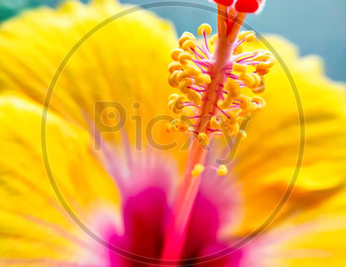 Close-Up Of Pollen Grains On Stigma Of An Yellow Hibiscus Flower.