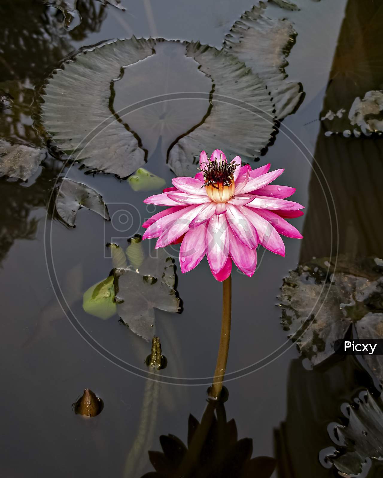 Close Up Image Of A Beautiful Dark Pink Lotus Flower With Leaves In Water.