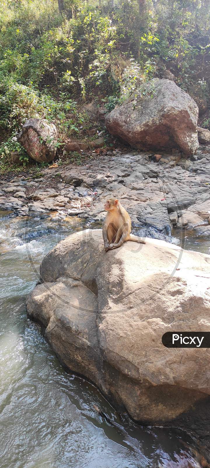 Monkey sitting on the rock.
