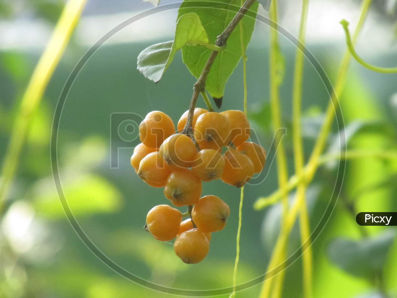 Skyflower Yellow Fruits Of The Duranta Erecta On The Vendor