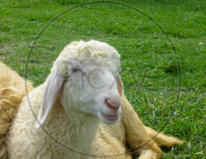 Close-Up Of A Sheep'S Face Lying On The Grass