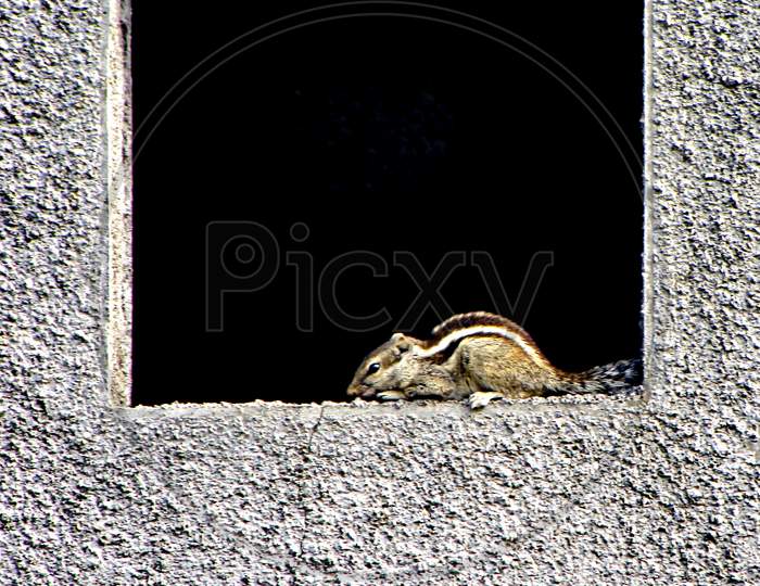 Indian Palm Squirrel(Funambulus Palmarum) Sitting In A Square Window Of Newly Constructed House.