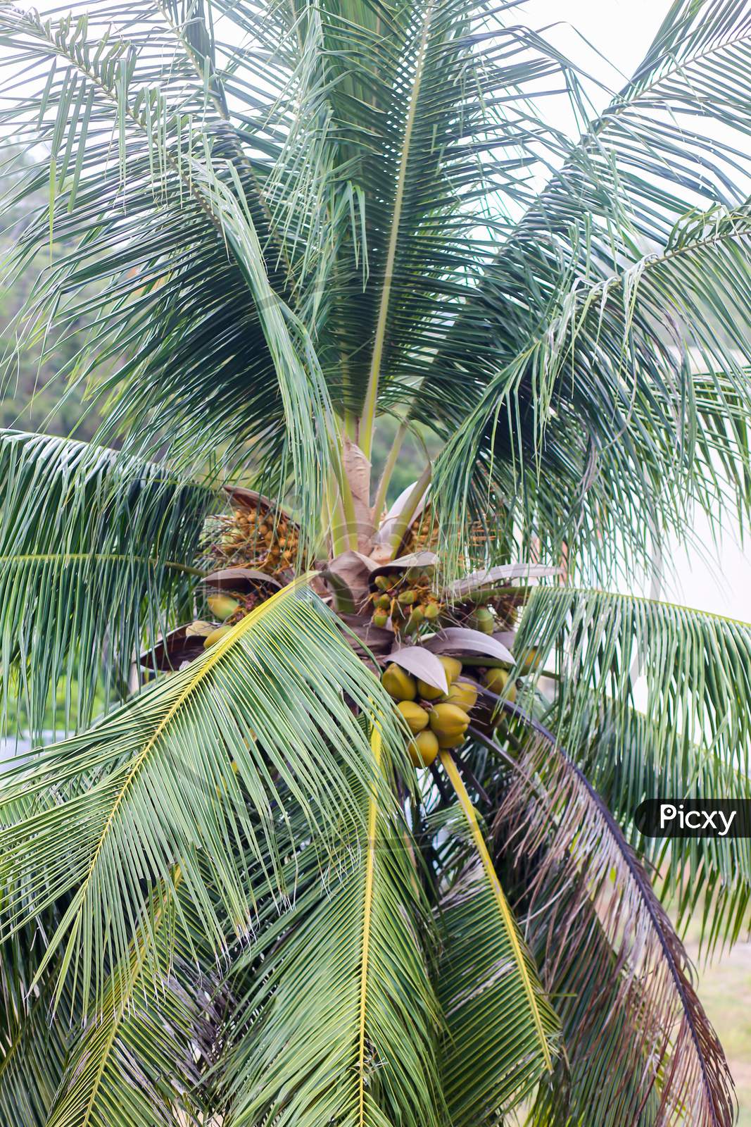 Fresh Coconut On The Tree, Coconut Cluster On Coconut Tree
