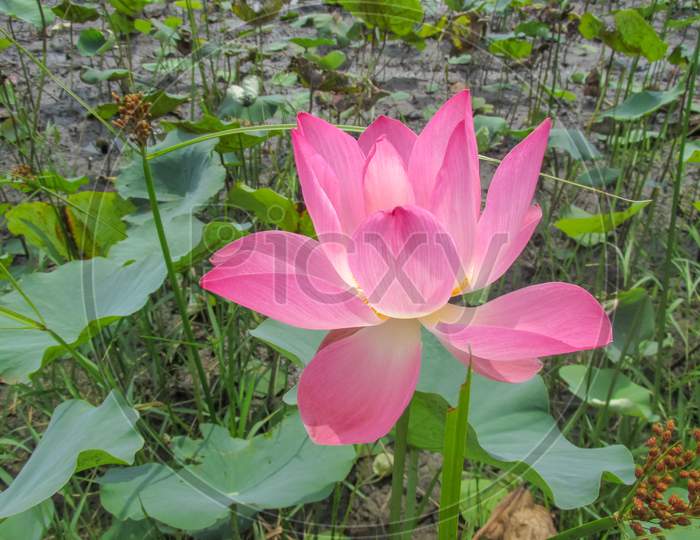 A Pink Lotus Is Blooming In The Garden