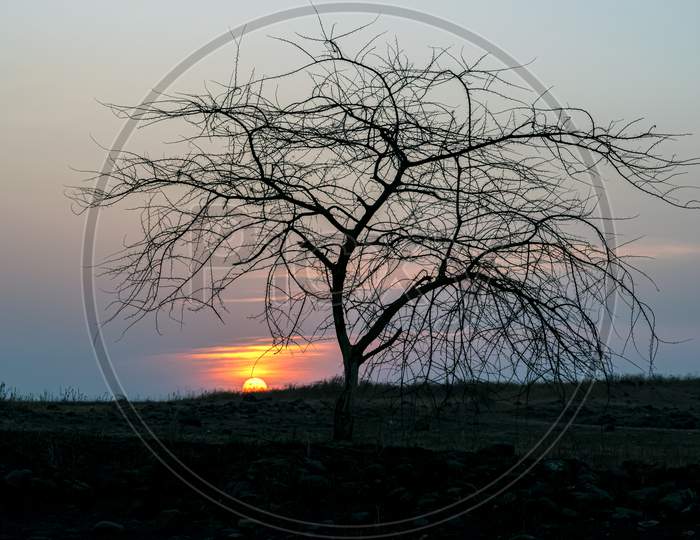 Sunrise Behind A Dry Tree On Hill Top