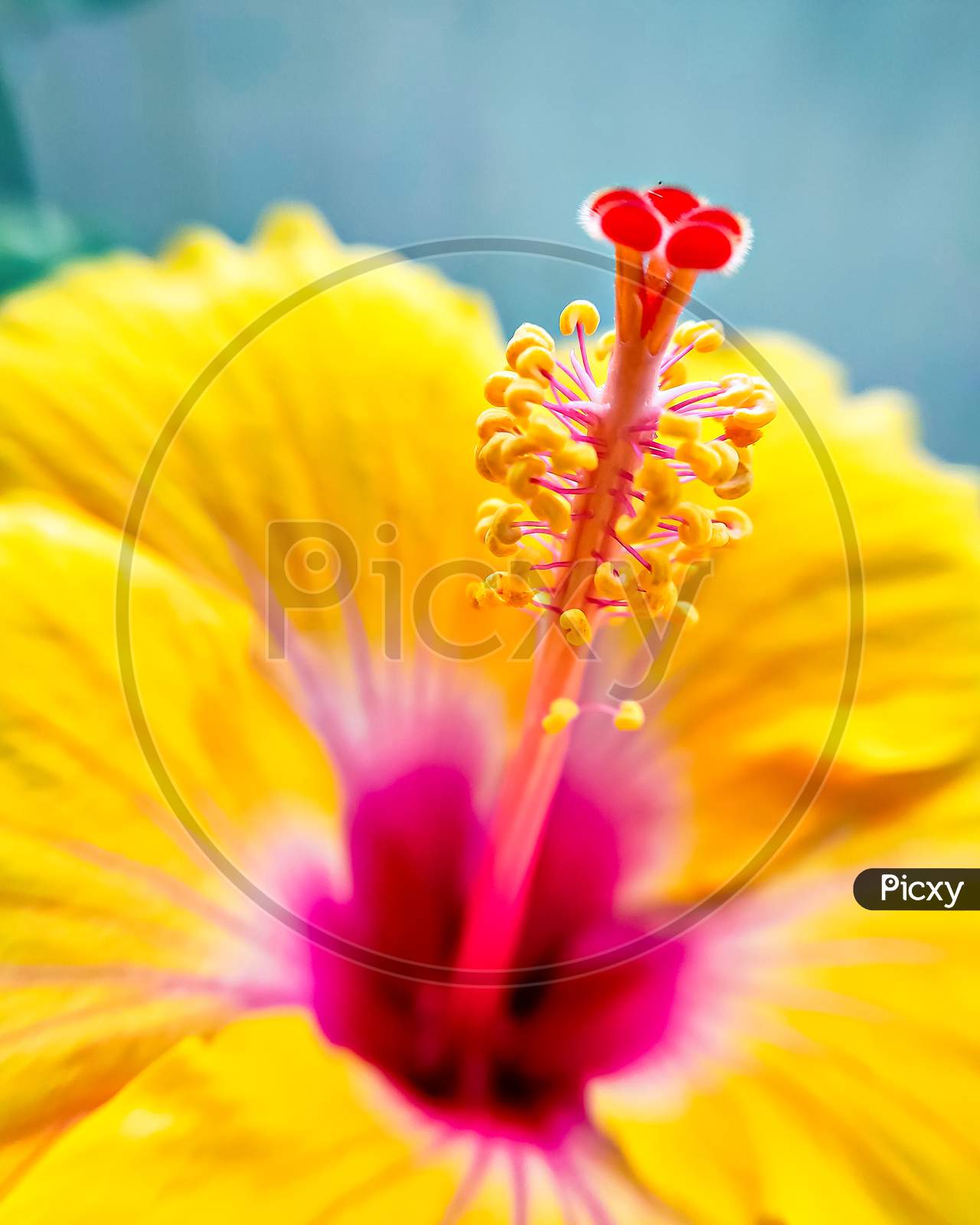 Close-Up Of Pollen Grains On Stigma Of An Yellow Hibiscus Flower.