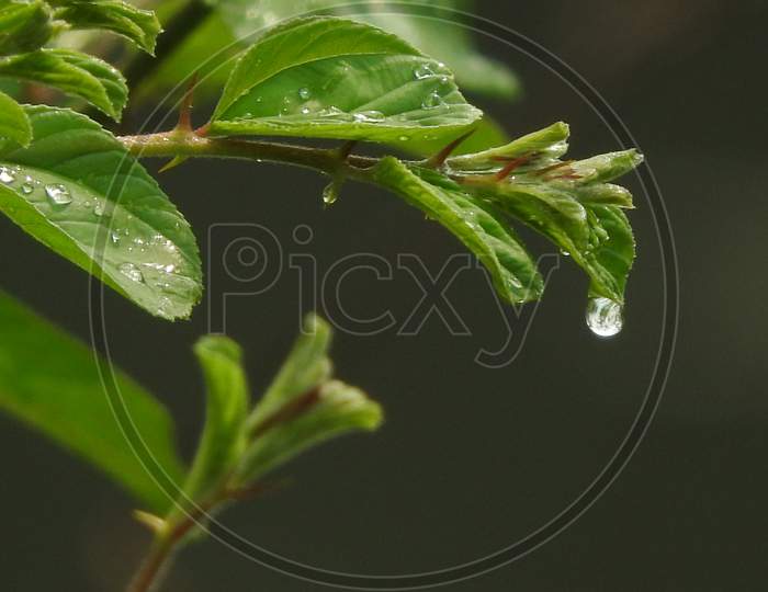 Water drops on green leafs
