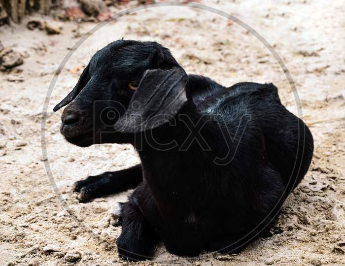 The Black Bengal Goat is resting in the sunny day