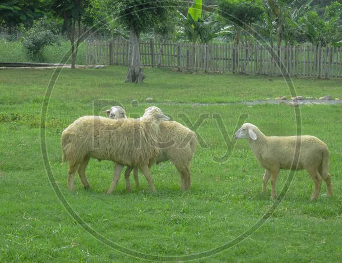 Three Sheep In The Meadow