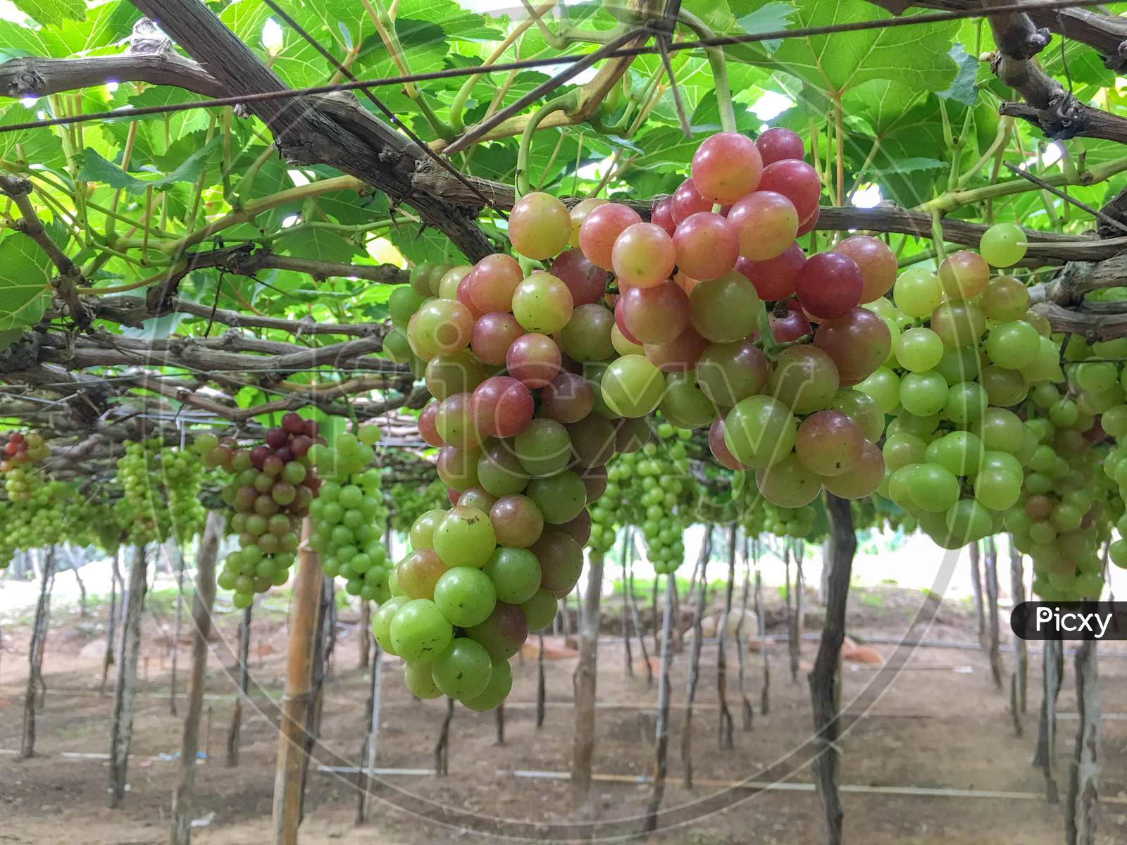 Bunch Of Ripe Grapes On A Tree In The Vineyard