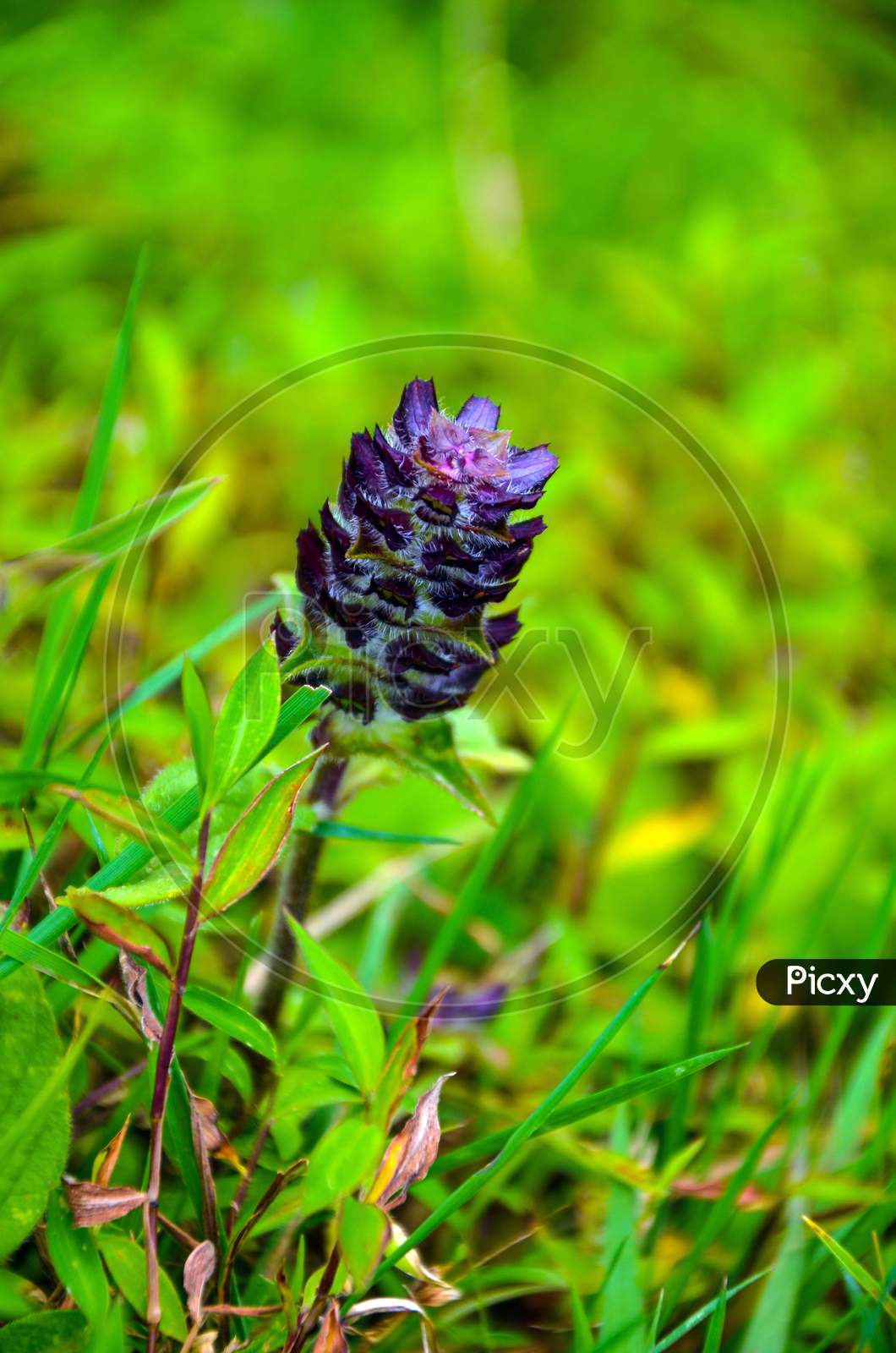 Beautiful heal-all, also known as prunella vulgaris, self-heal, woundwort, heart of the earth, carpenter's herb plant