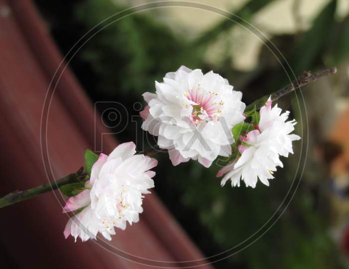 White Peach Blossom In Spring In Vietnam