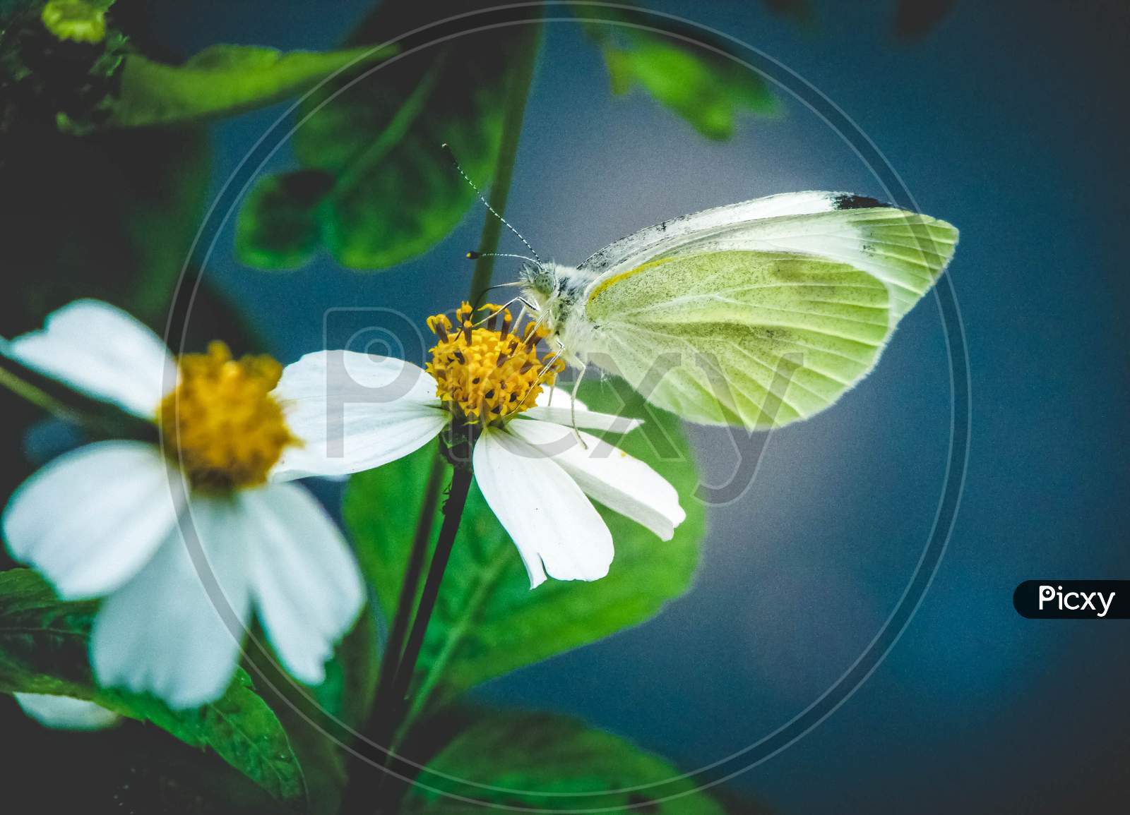 Butterfly On A Bidens Pilosa Flower