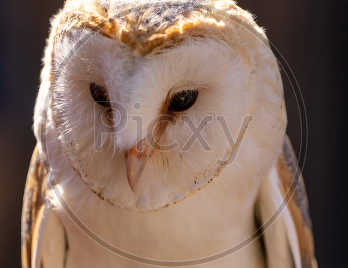 A portrait of a barn owl at a sunny day in summer.