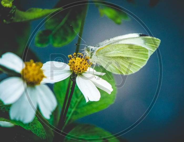Butterfly On A Bidens Pilosa Flower