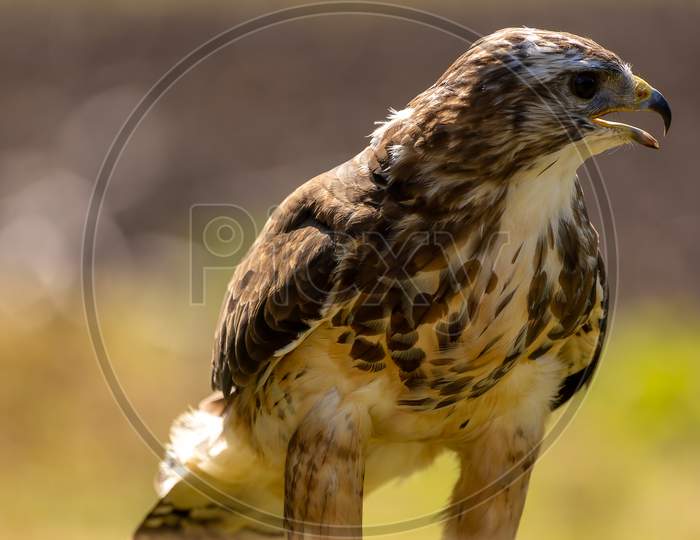 A portrait of a common buzzard at a sunny day in summer.
