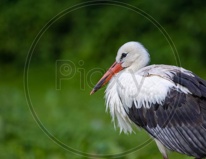 Portrait of a stork standing in a meadow at a sunny day in summer.
