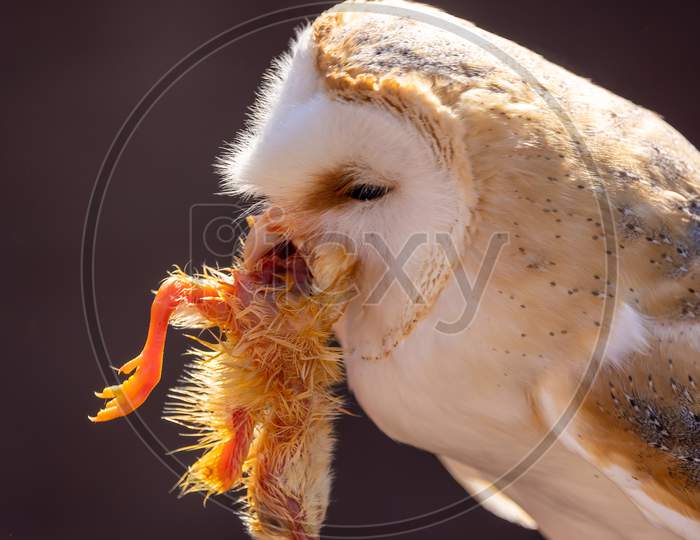 A barn owl eating a chick at a sunny day in summer.