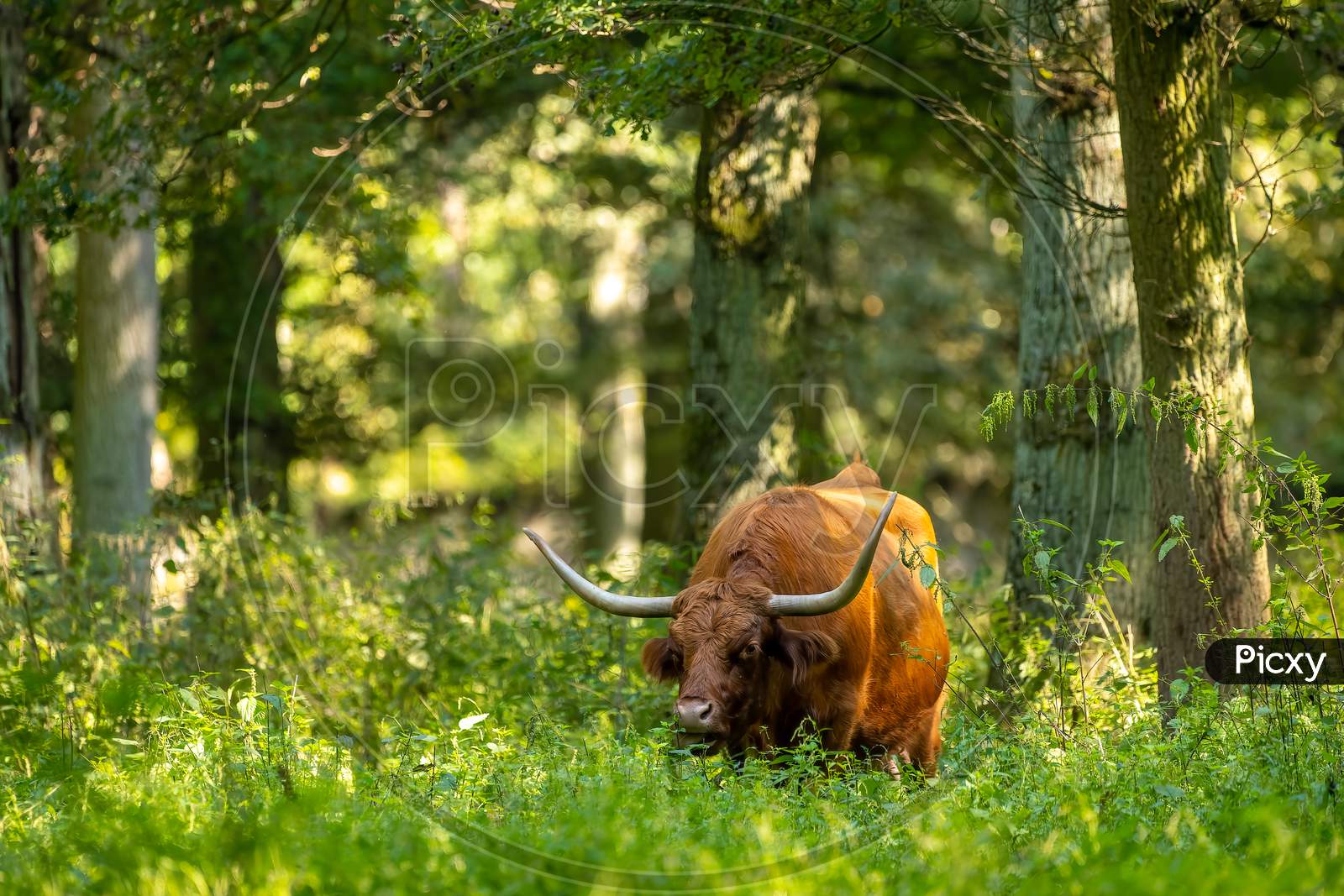 A scottish highland cattle in a forest in Hesse, Germany at a sunny day in summer.