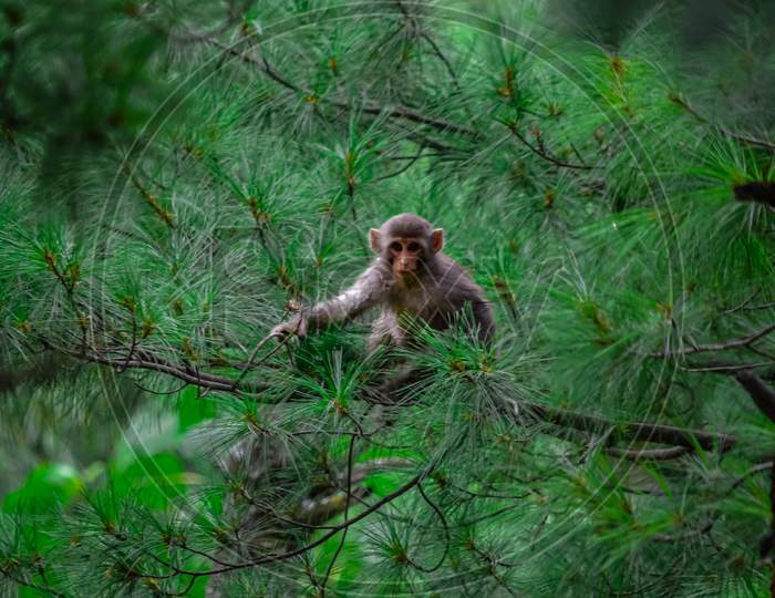 A monkey is posing on a tree😅