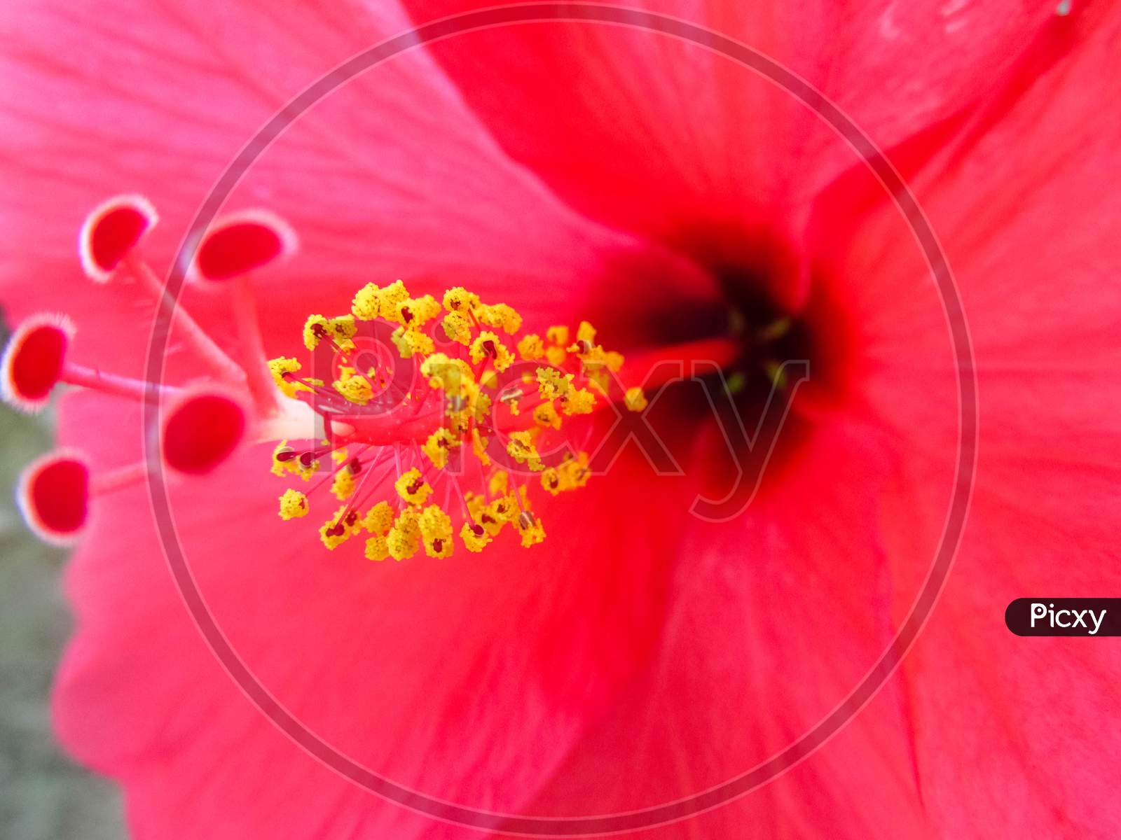 Close Up Of Red Hibiscus Flower