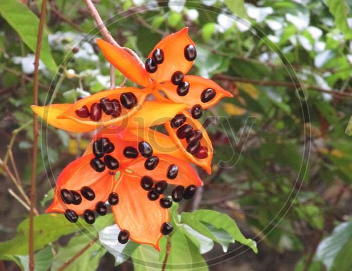 Wildflower Look Like An Orange Butterfly On A Flower