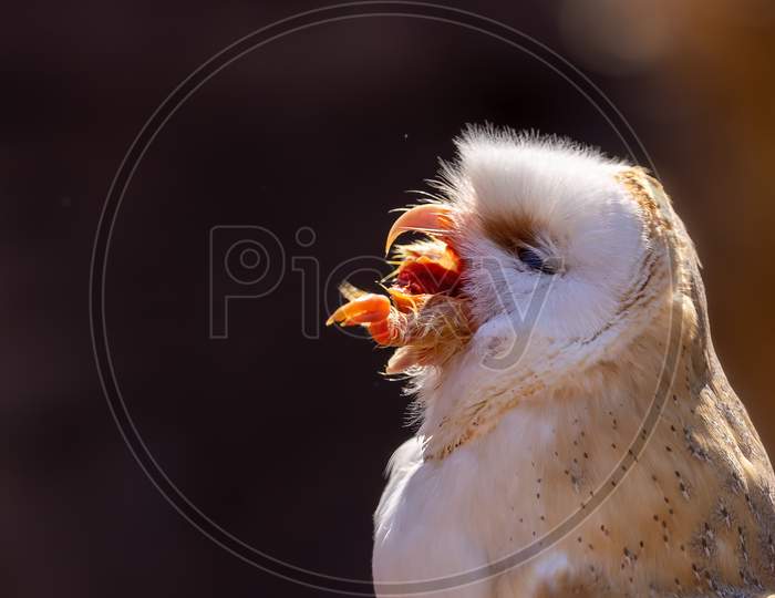 A barn owl eating a chick at a sunny day in summer.
