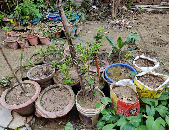 My garden in Lucknow with plants and pots