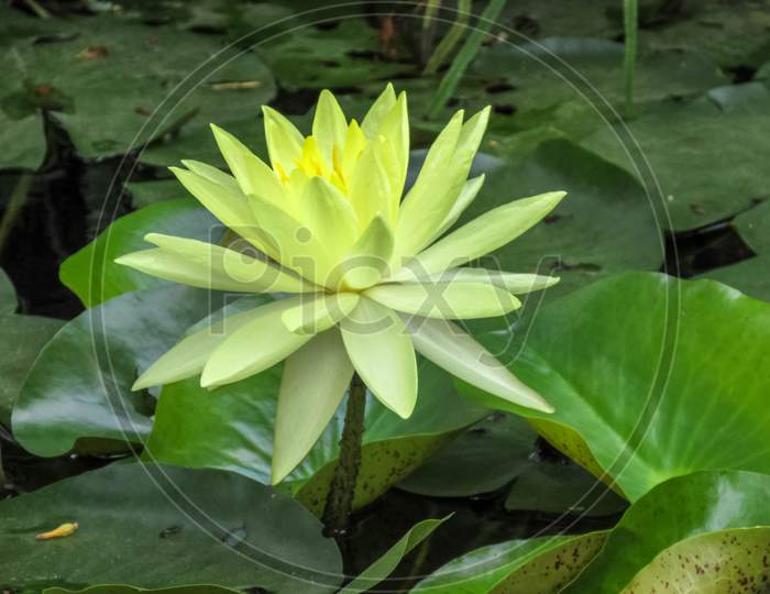 Yellow Water Lily In The Pond