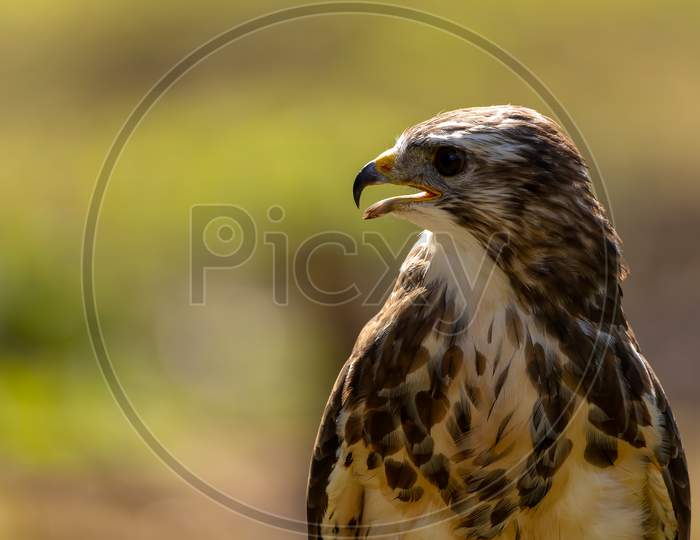 A portrait of a common buzzard at a sunny day in summer.