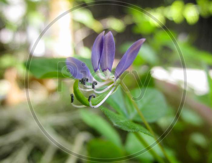 Closeup Of A Purple Crocus Flower