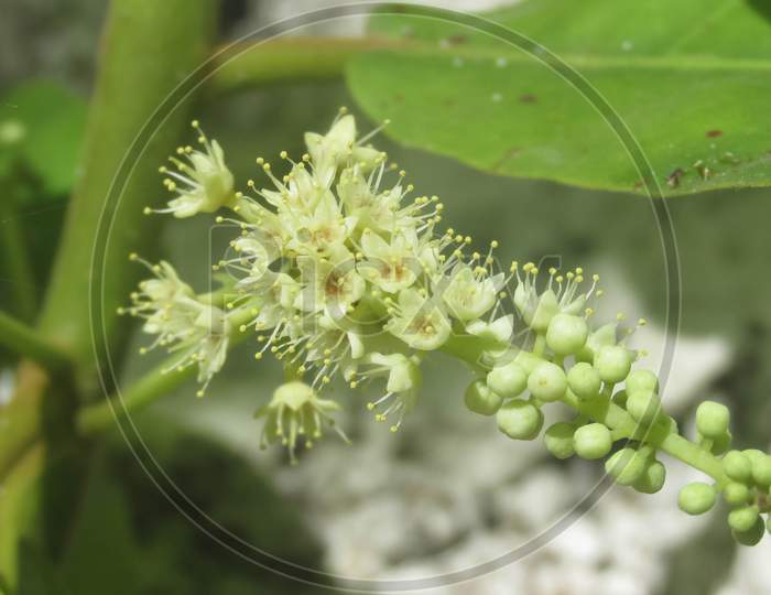 Terminalia Catappa Flower Or Indian Almond Flower Blossom In Spring