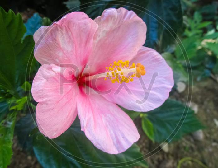 Pink And White Hibiscus Flower In The Garden