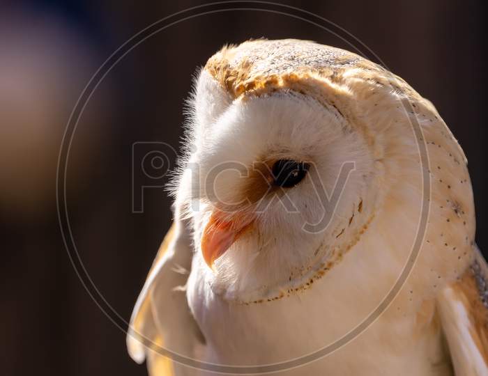 A portrait of a barn owl at a sunny day in summer.