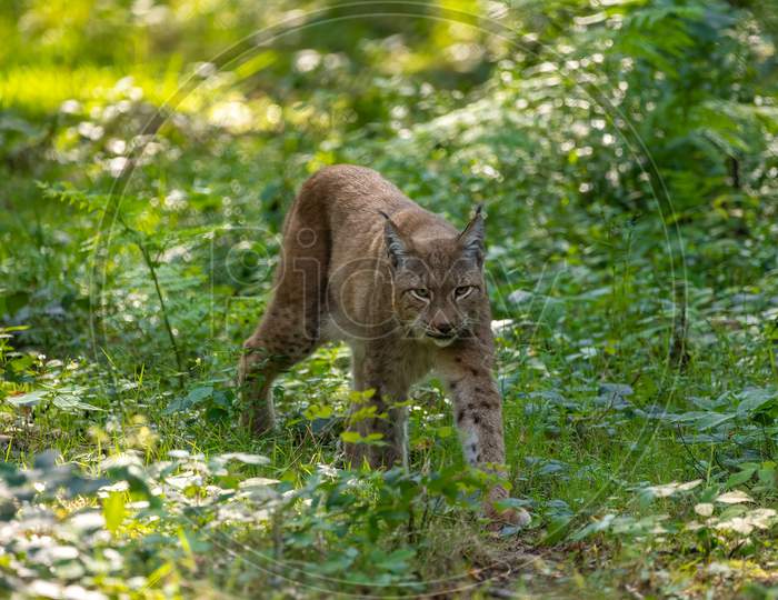 A beautiful lynx (bobcat) walking through a forest in a natural reserve in Germany at a sunny day in summer.