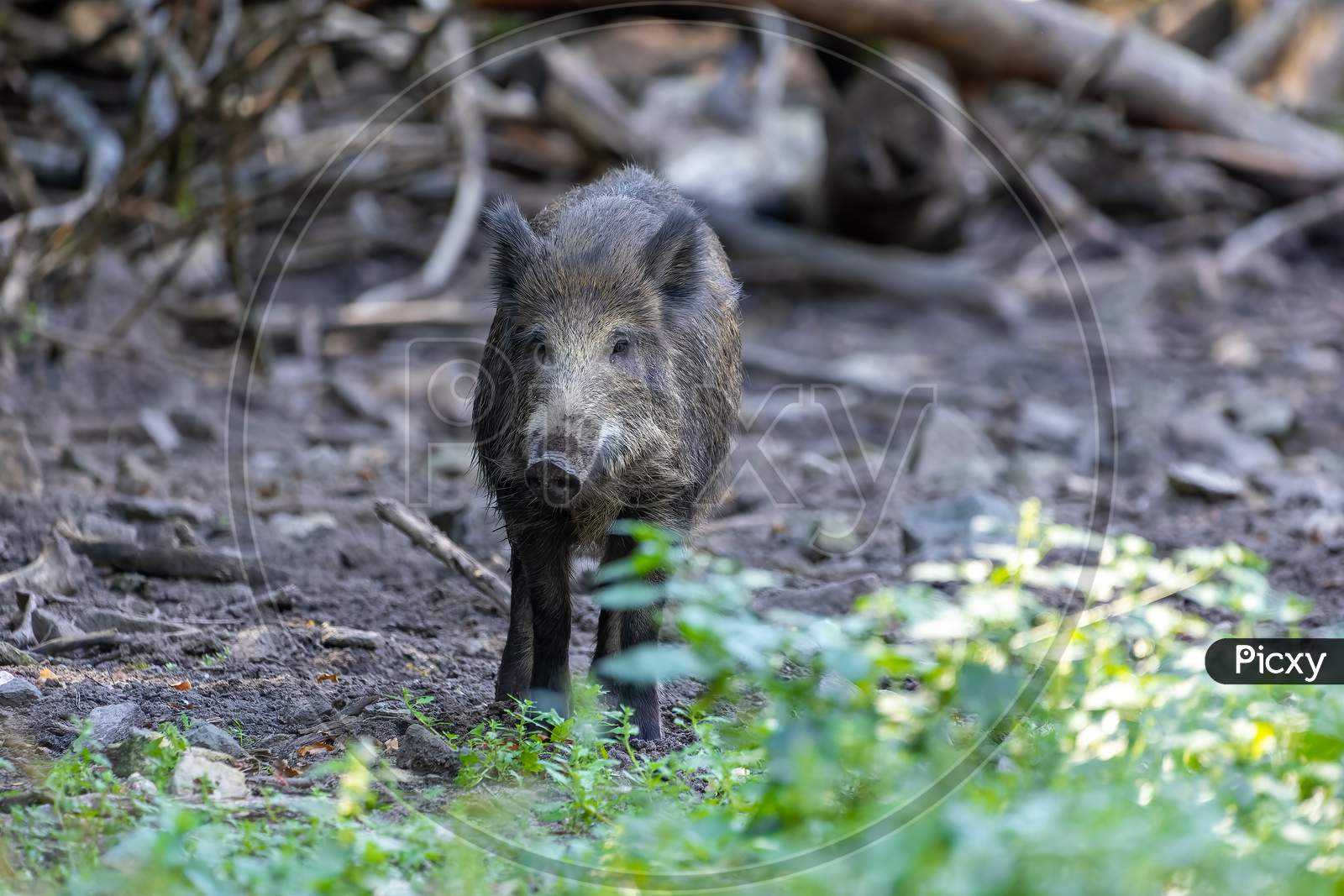 A wild boar in a forest in Hesse, Germany at a sunny day in summer.