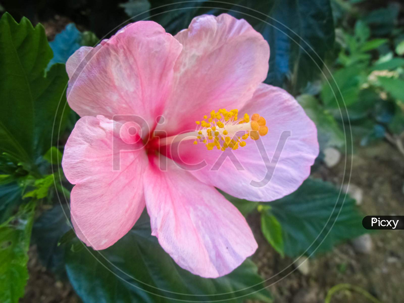 Pink And White Hibiscus Flower In The Garden