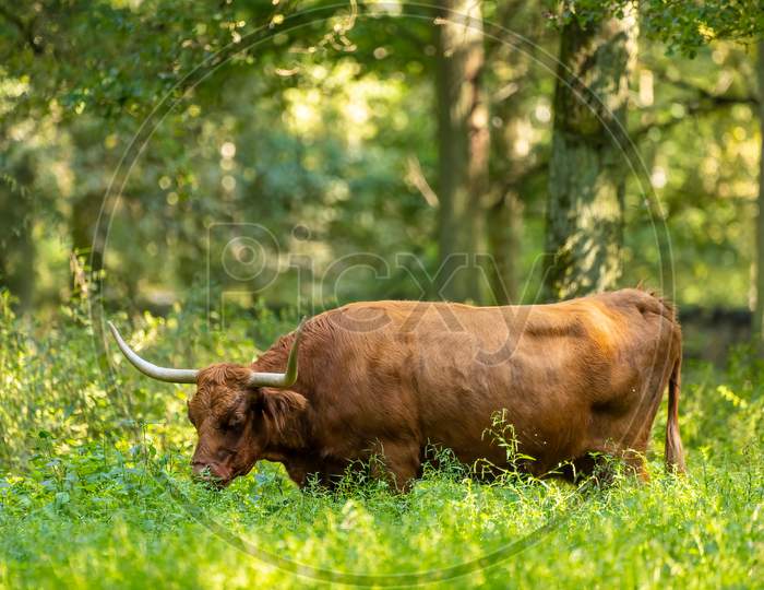 A scottish highland cattle in a forest in Hesse, Germany at a sunny day in summer.