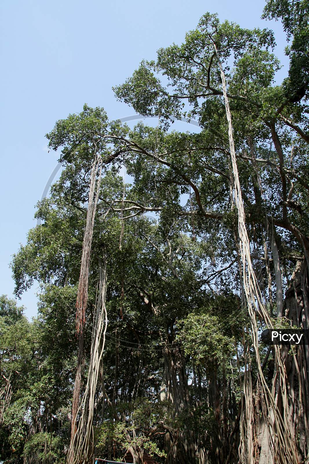 Hanging Roots Of Banyan Tree