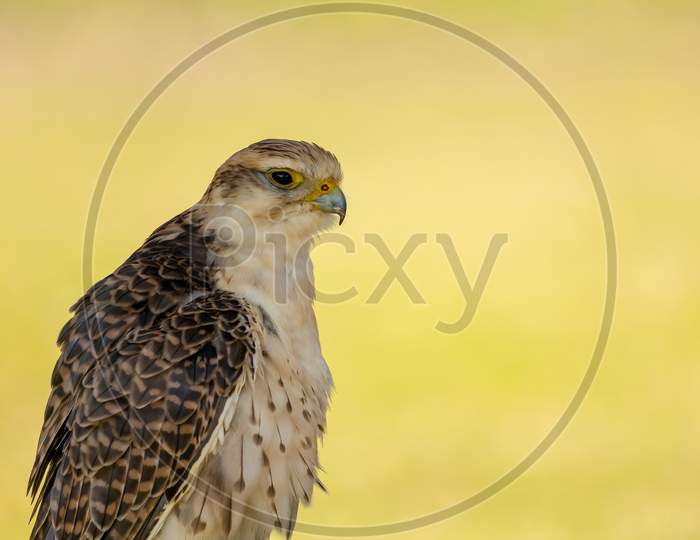 A portrait of a young saker falcon at a sunny day in summer.