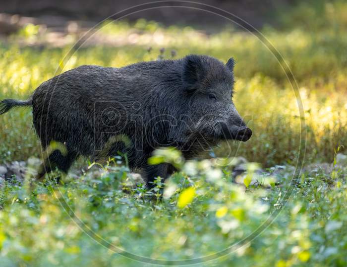 A wild boar in a forest in Hesse, Germany at a sunny day in summer.