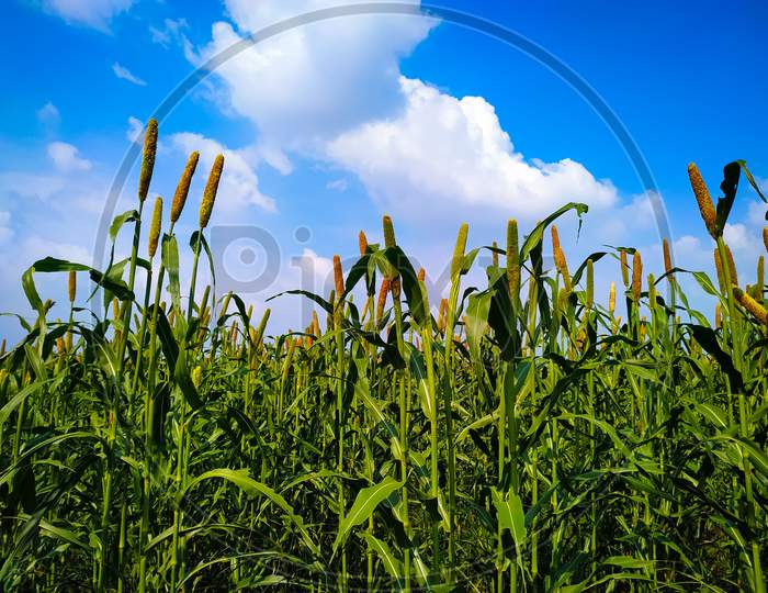 Millet Corn Field With Blue Sky And White Clouds