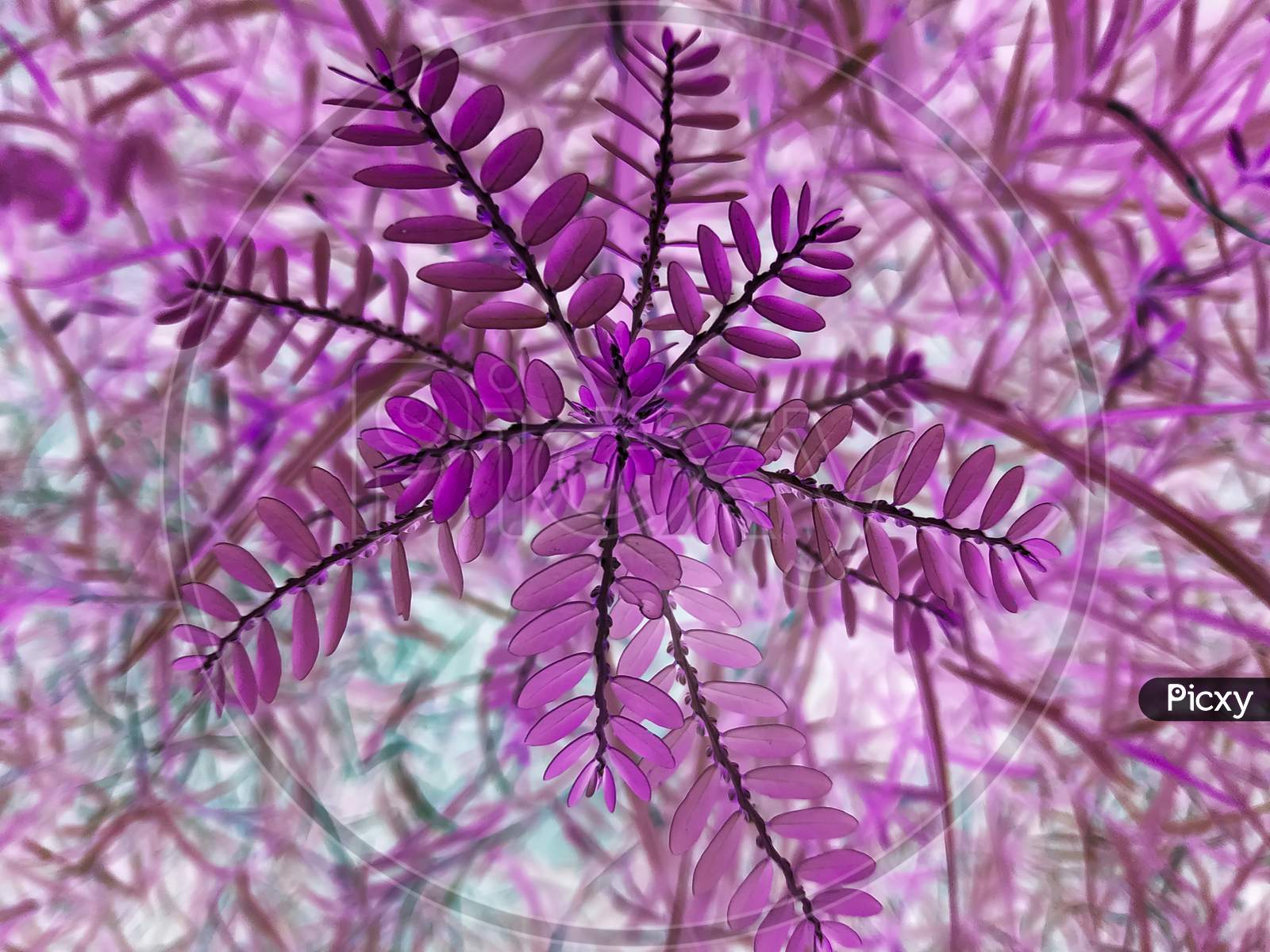 Phyllanthus urinaria 'Pink Variegated'②